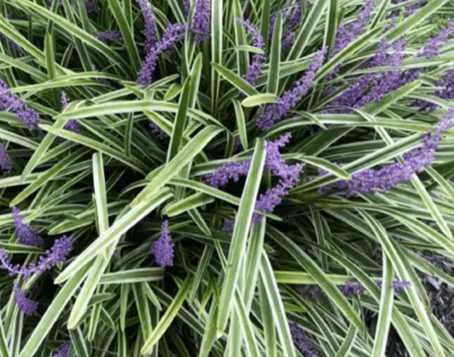 Purple Groundcover Plant