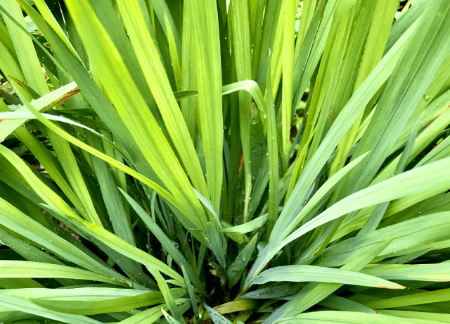 Lemongrass