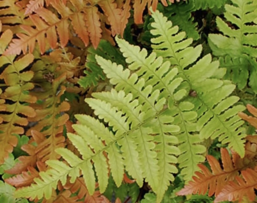 Colorful Fern